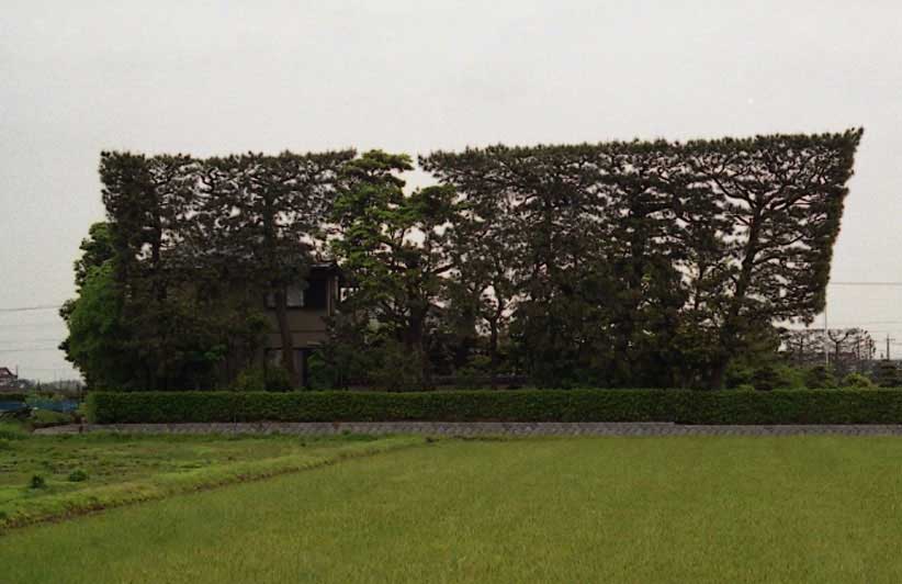 tsuijimatsu02b.jpg